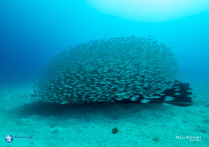 Artificial Reef - Rancadores