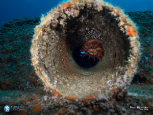 Artificial Reef - Anemone