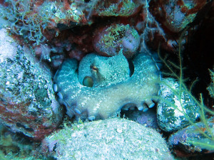 Arrecife de Arguineguín