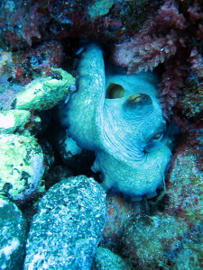 Arrecife de Arguineguín