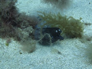 Artificial Reef - Murray Eel