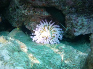 arrecife doméstico