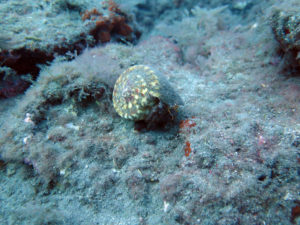 Hermite crab