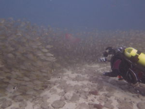 Arguineguin Reef