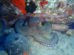 Seeing an octopus when you dive at Balito Deep is normal