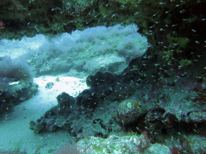 Dive at Pasito Blanco rif