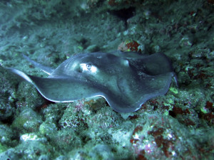 Nice ray waiting to be spotted
