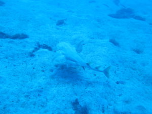 angel shark attack