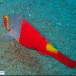 Mediterranean Parrotfish