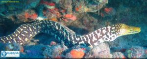 Moray Eel