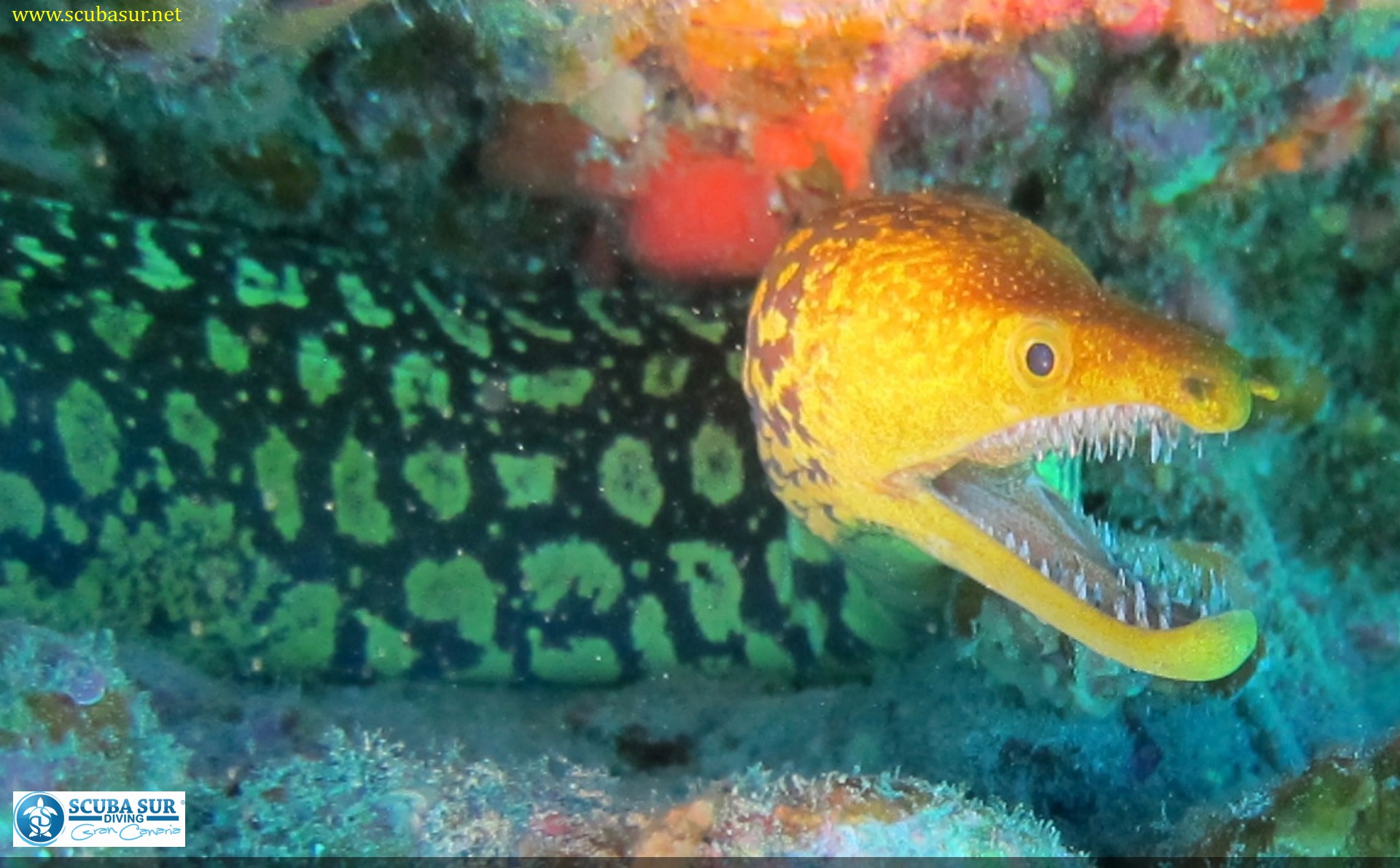 Moray Eels ScubaSur Scuba Diving Gran Canaria