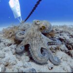 Common Octopus - Invertebrates in Gran Canaria