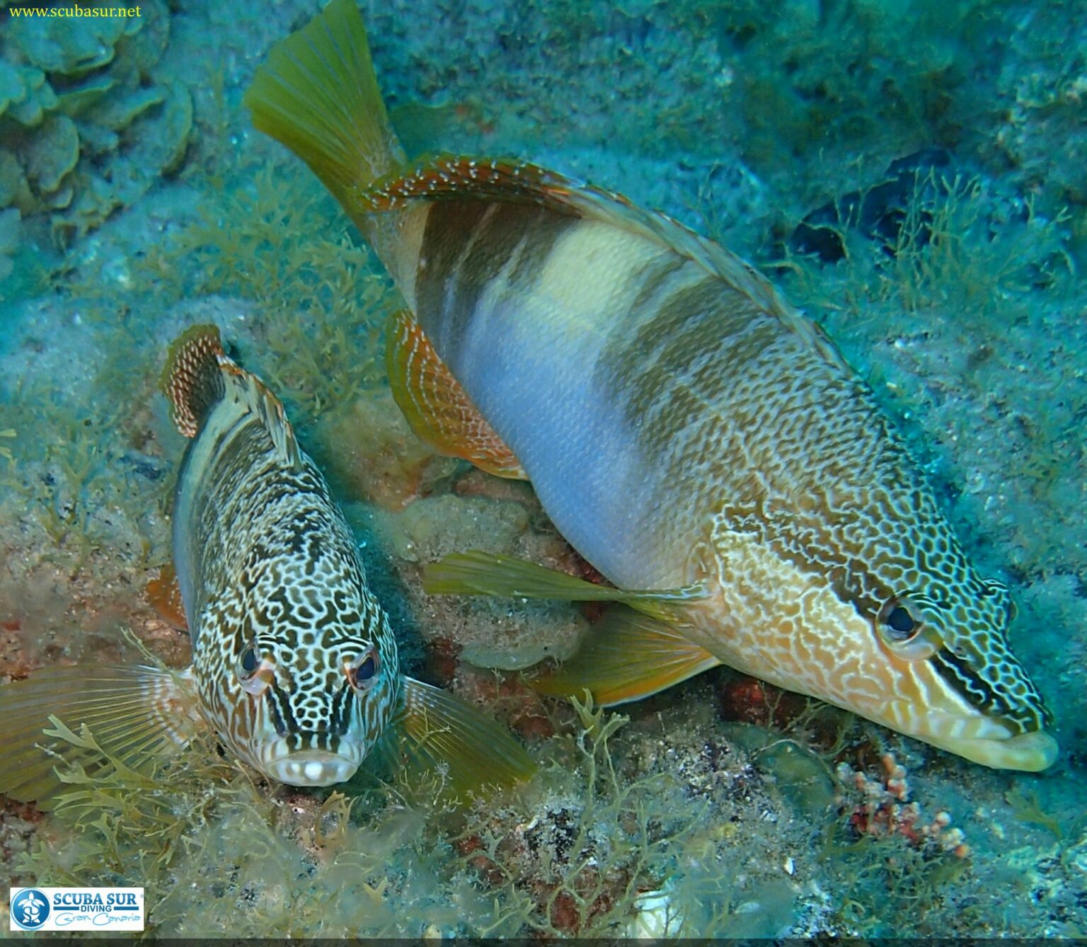 Painted Comber Scubasur Scuba Diving Gran Canaria