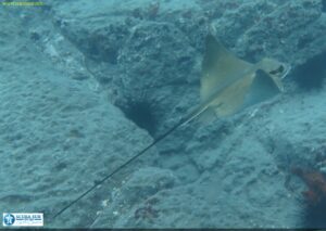 Common Eagle Ray