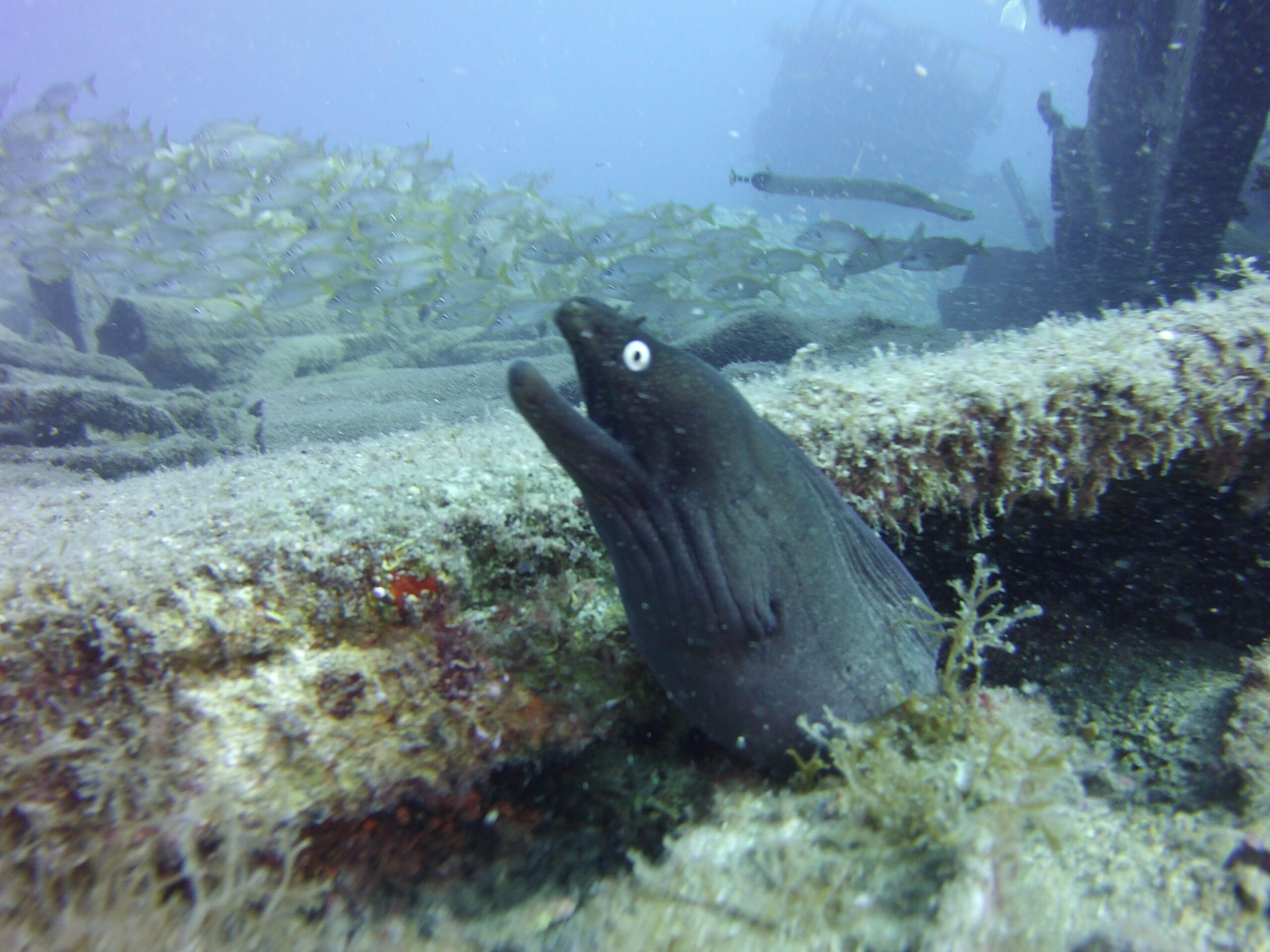  moray eel popping up