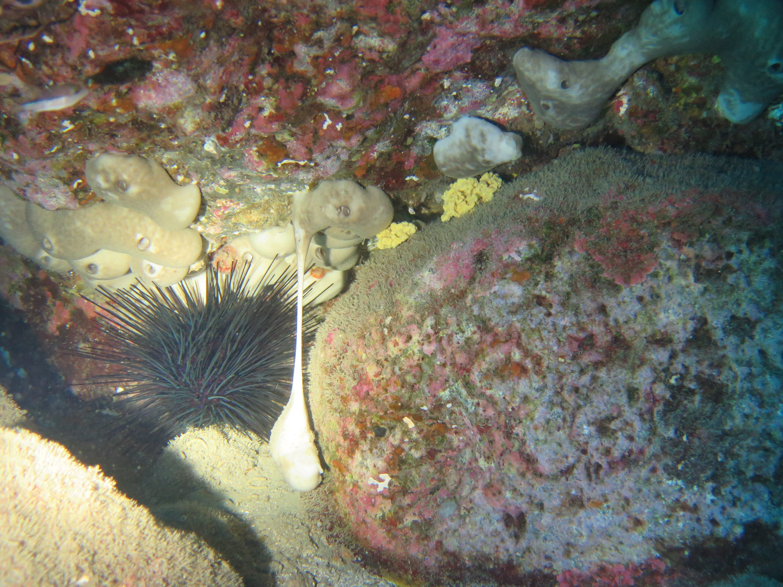 Eggs of cuttlefish