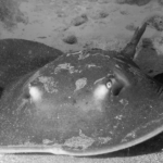 Overview of Rays and Sharks in Gran Canaria - marine life