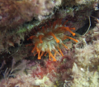Orange anemone