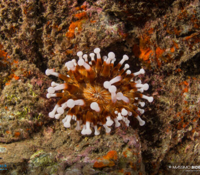Brown-white anemone