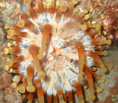 Brown-white anemone