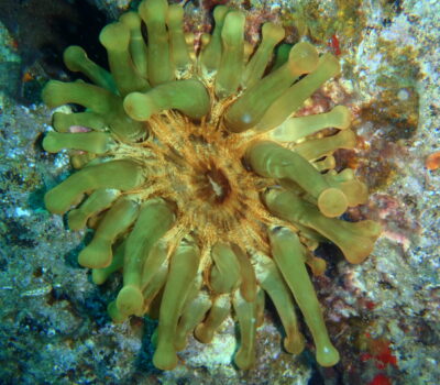 Yellow anemone
