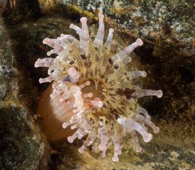 Well hidden anemone