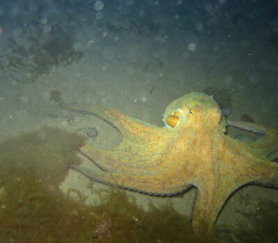 Octopus hunting at night