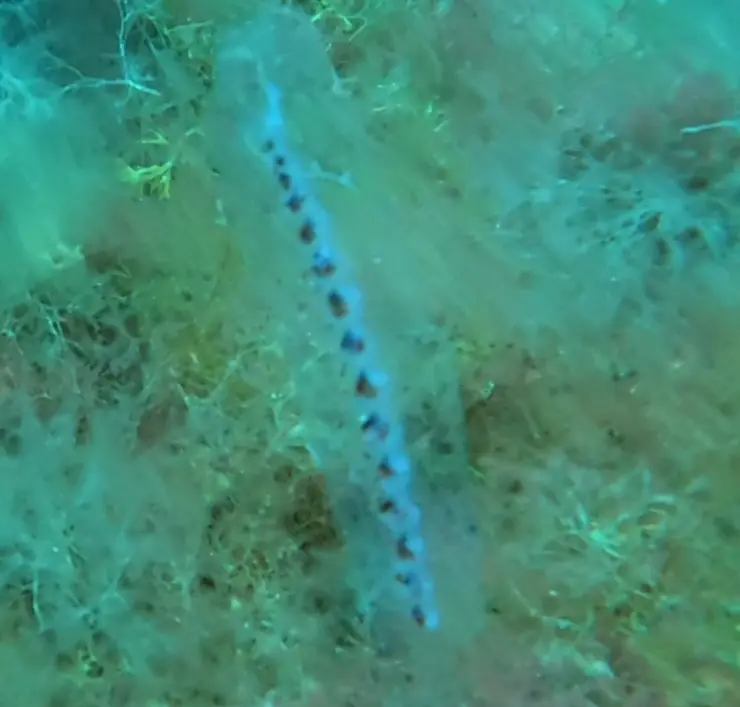 Chain of Salps